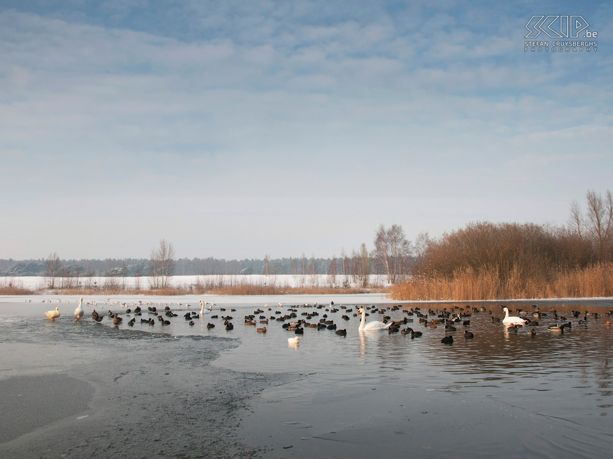 Lommel Sahara Some photos of Lommel Sahara with the first snow of this winter. The Sahara is a small nature reserve with ponds, woods and some small sand dunes.  Stefan Cruysberghs